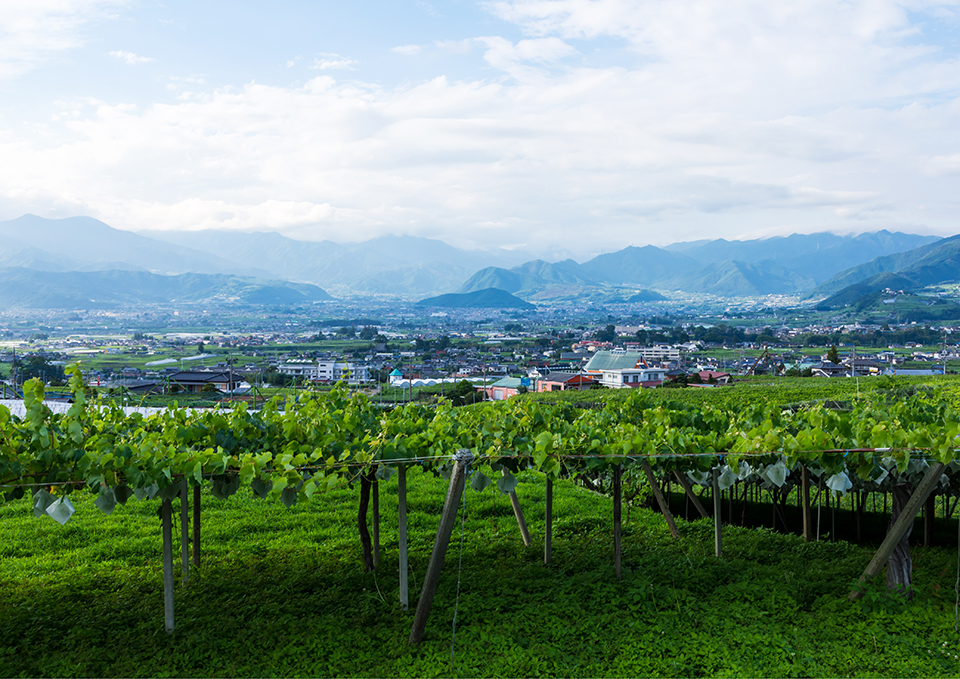 ทัวร์ยามานาชิ คัตสึนุมะ (Katsunuma) Image12