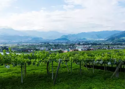 ทัวร์ยามานาชิ คัตสึนุมะ (Katsunuma) Image12