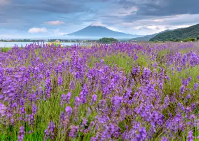 ทัวร์ยามานาชิ สวนโออิชิ ปาร์ค (Oishi Park) Image14