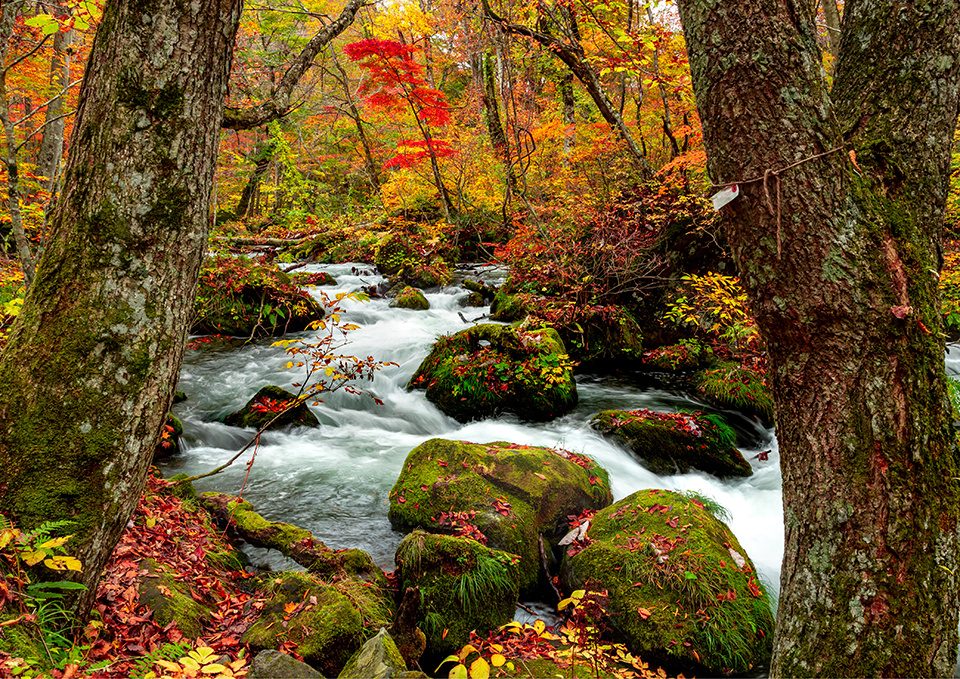 ทัวร์อาโอโมริ Image4