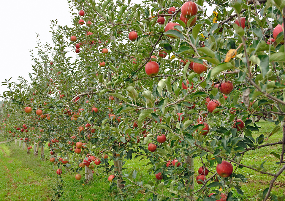 ทัวร์อาโอโมริ Image15