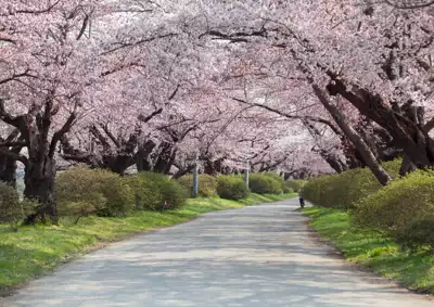 ทัวร์อิวาเตะ สวนคิตะคามิ เทนโชจิ (Kitakami Tenshochi) Image8