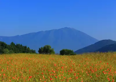 ทัวร์อิวาเตะ Image15